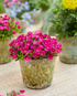 Floare de Cristal - Delosperma Cooperi Ice Cream Fuchsia