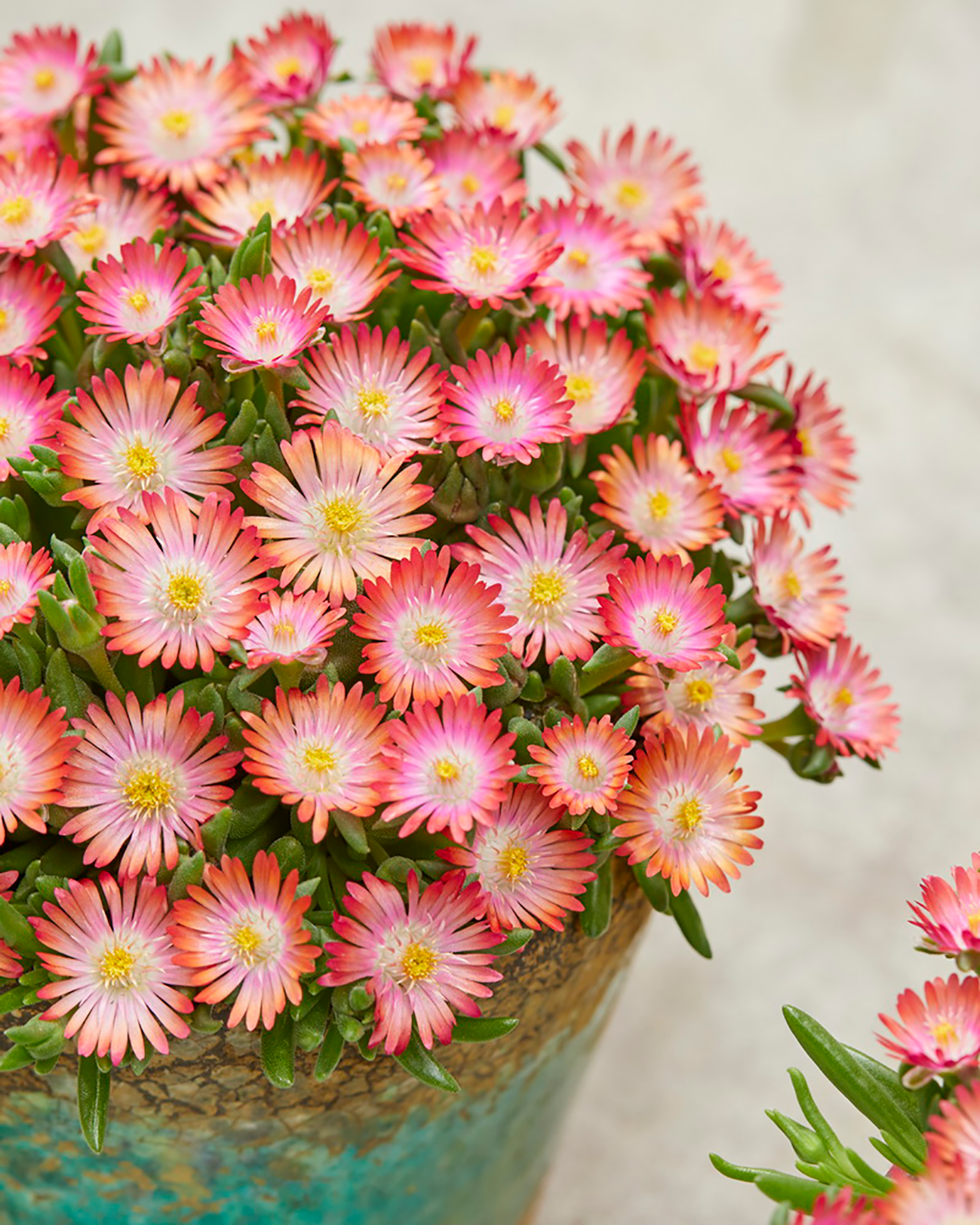Floare de Cristal - Delosperma Cooperi Ice Cream Salmon