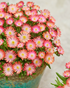 Floare de Cristal - Delosperma Cooperi Ice Cream Salmon