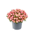 Floare de Cristal - Delosperma Cooperi Ice Cream Salmon
