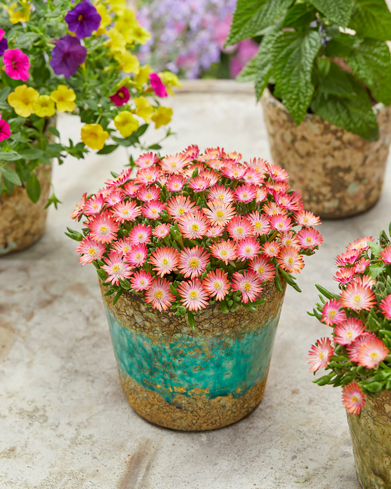 Floare de Cristal - Delosperma Cooperi Ice Cream Salmon