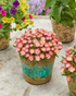 Floare de Cristal - Delosperma Cooperi Ice Cream Salmon
