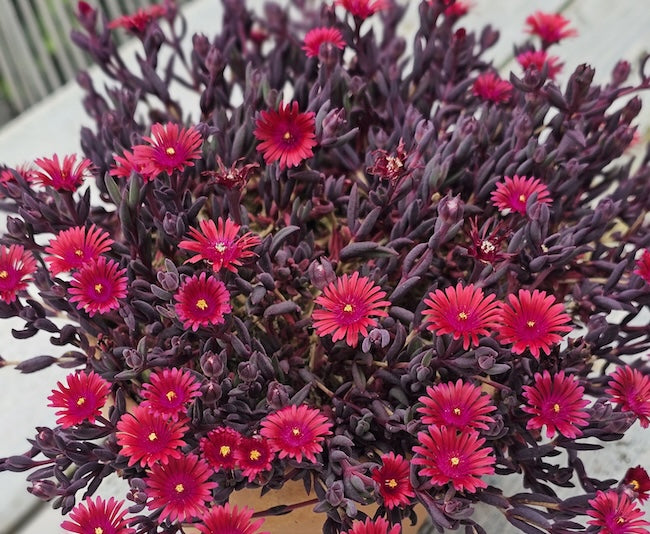 Floare de Cristal - Delosperma Hybrida Desert Dancer Red