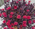 Floare de Cristal - Delosperma Hybrida Desert Dancer Red