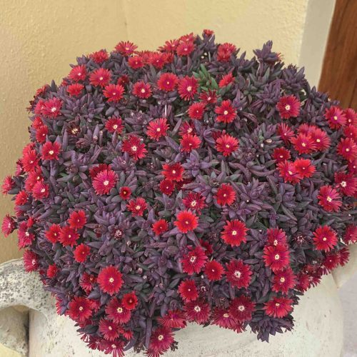 Floare de cristal - Delosperma hybrida 'Desert Dancer Red'