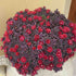 Floare de Cristal - Delosperma Hybrida Desert Dancer Red
