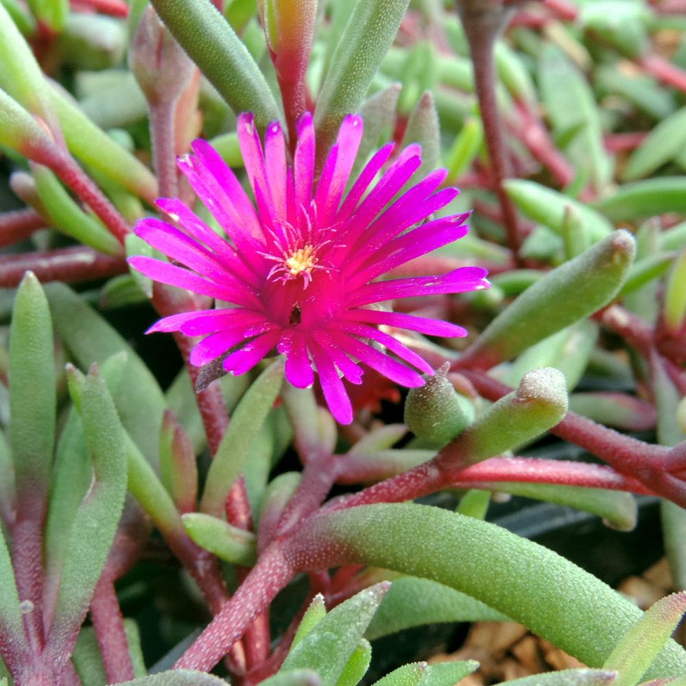 Floare de cristal - Delosperma hybrida 'Desert Dancer Purple'