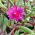 Floare de cristal - Delosperma hybrida 'Desert Dancer Purple'