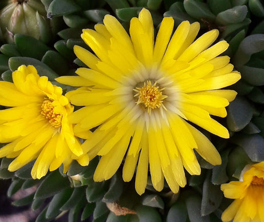 Floare de cristal - Delosperma congestum Yellow