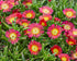 Floare de Cristal Delosperma Cooperi Delmara