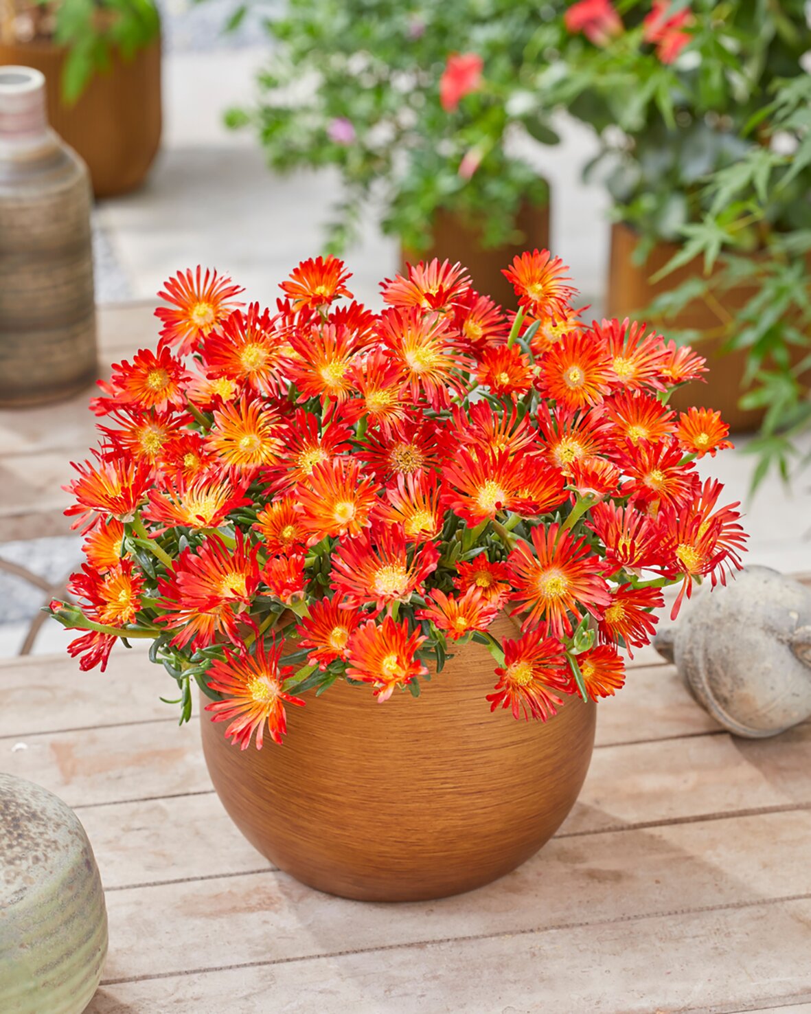 Floare de cristal - Delosperma cooperi Ocean Sunset ‘Orange Vibe’