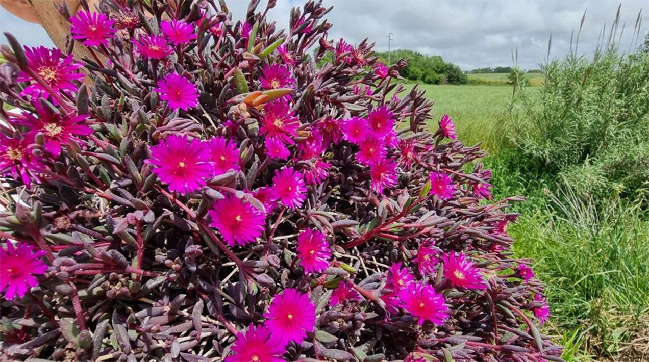 Floare de cristal - Delosperma hybrida 'Desert Dancer Purple'