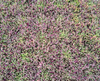 Floare de cristal - Delosperma hybrida 'Desert Dancer Purple'