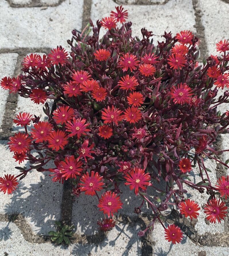 Floare de cristal - Delosperma hybrida 'Desert Dancer Red'