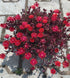 Floare de Cristal - Delosperma Hybrida Desert Dancer Red