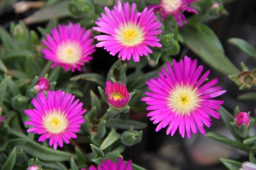 Floare de cristal - Delosperma sutherlandii