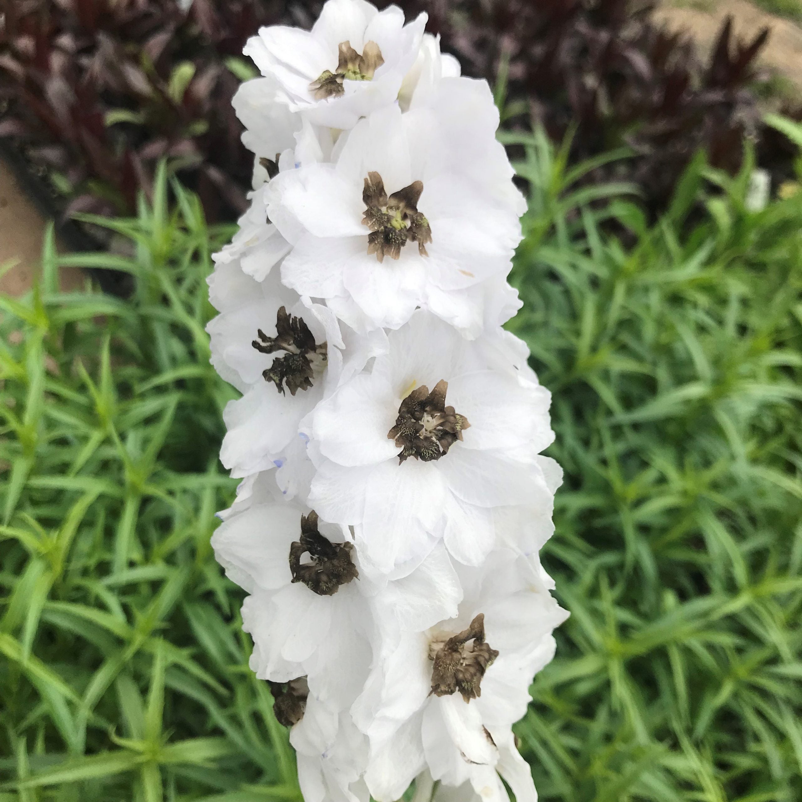 Nemțișor peren – Delphinium cultorum Magic Fountain White Dark Bee