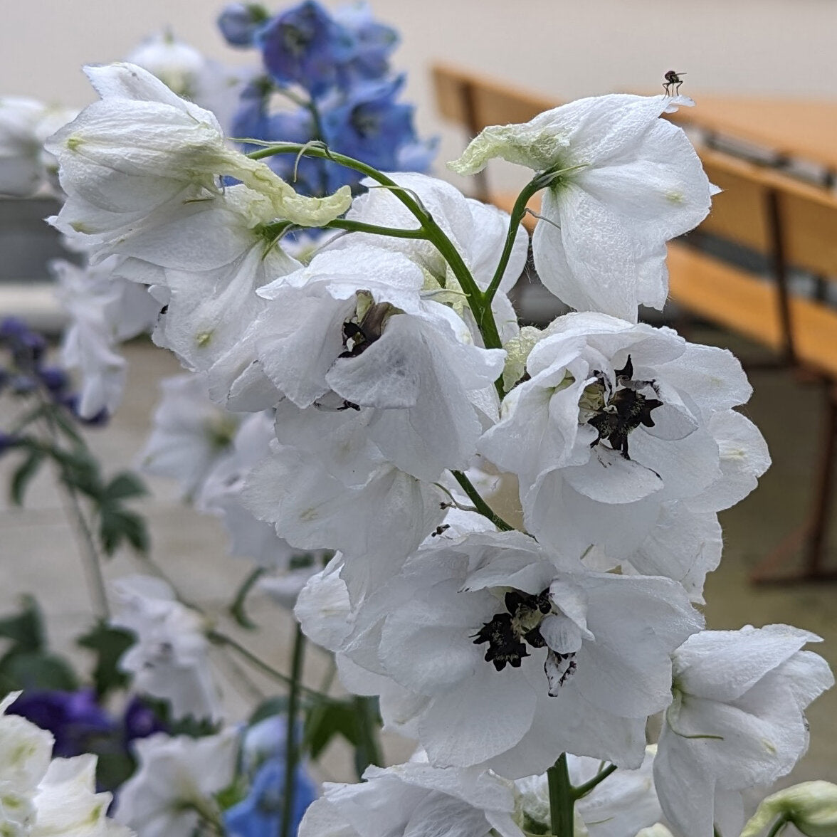 Nemțișor peren – Delphinium cultorum Magic Fountain White Dark Bee