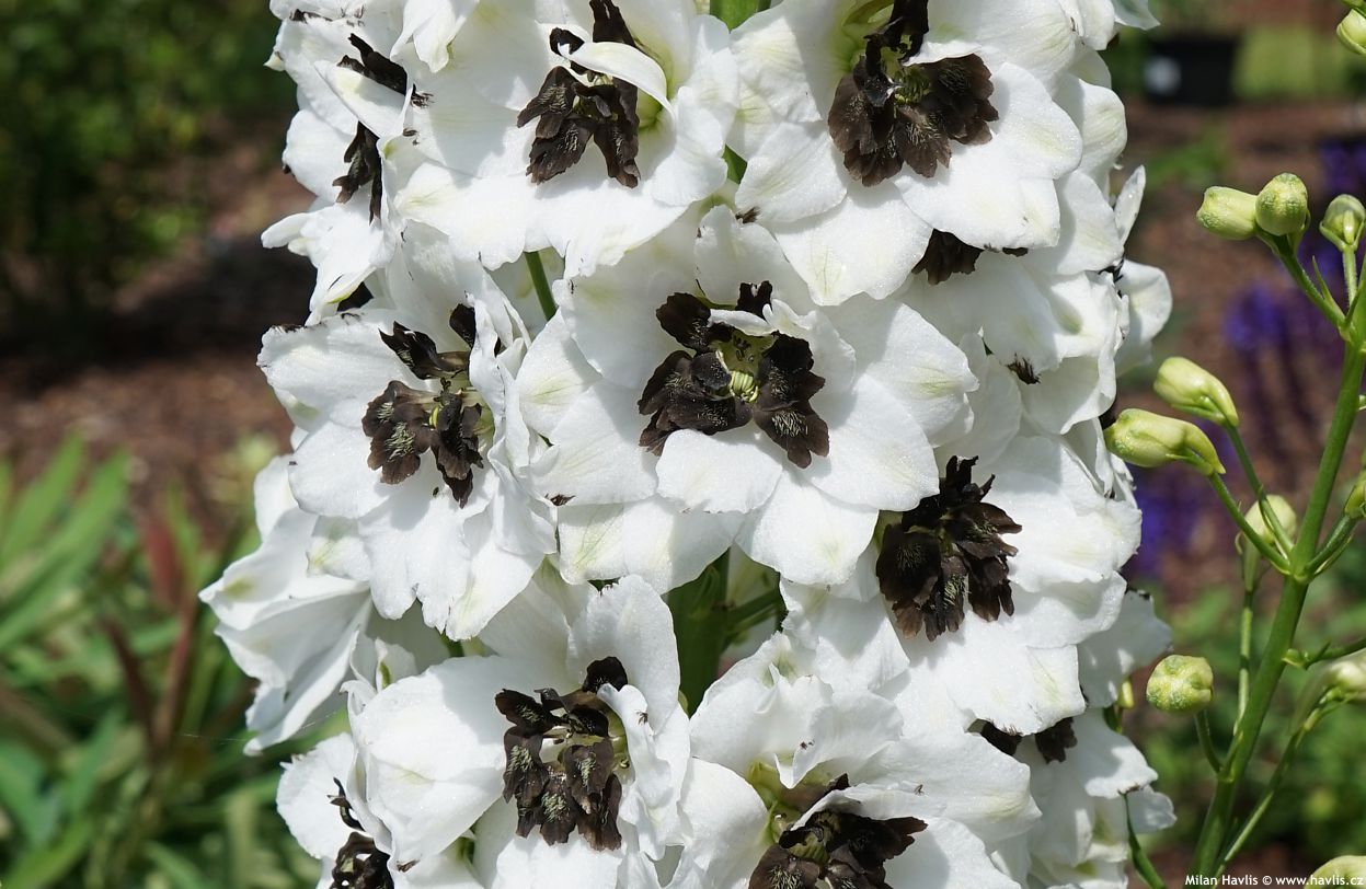 Nemțișor peren – Delphinium cultorum Magic Fountain White Dark Bee