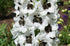 Nemțișor peren – Delphinium cultorum Magic Fountain White Dark Bee