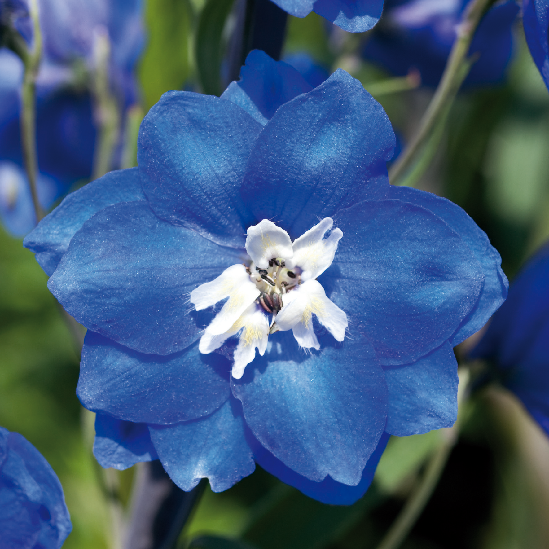 Nemțișor - Delphinium cultorum Pacific Giants Blue Bird