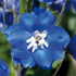 Nemțișor - Delphinium cultorum Pacific Giants Blue Bird