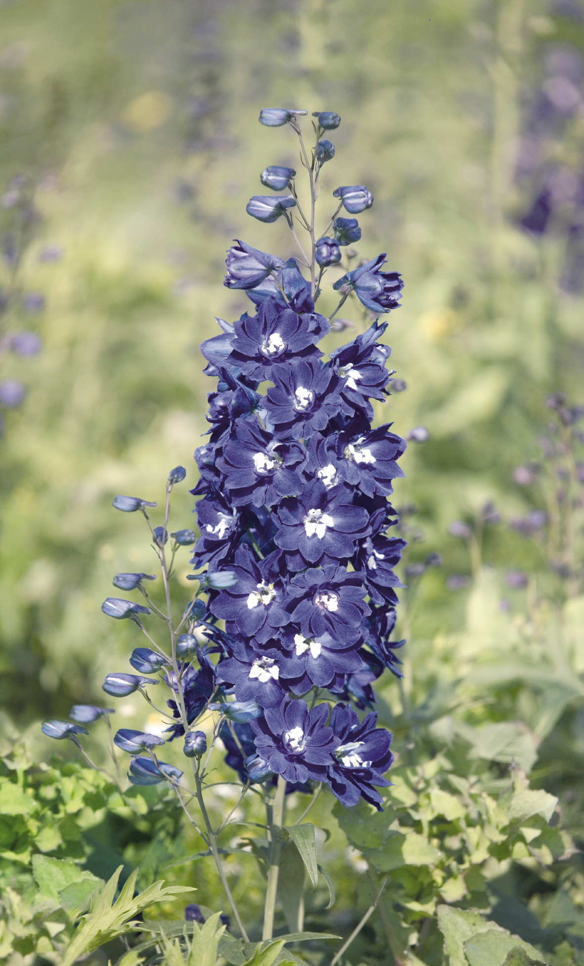 Nemțișor - Delphinium cultorum Pacific Giants Blue Bird