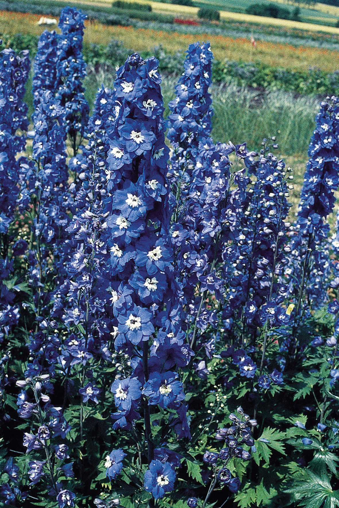 Nemțișor - Delphinium cultorum Pacific Giants Blue Bird