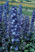 Nemțișor - Delphinium cultorum Pacific Giants Blue Bird