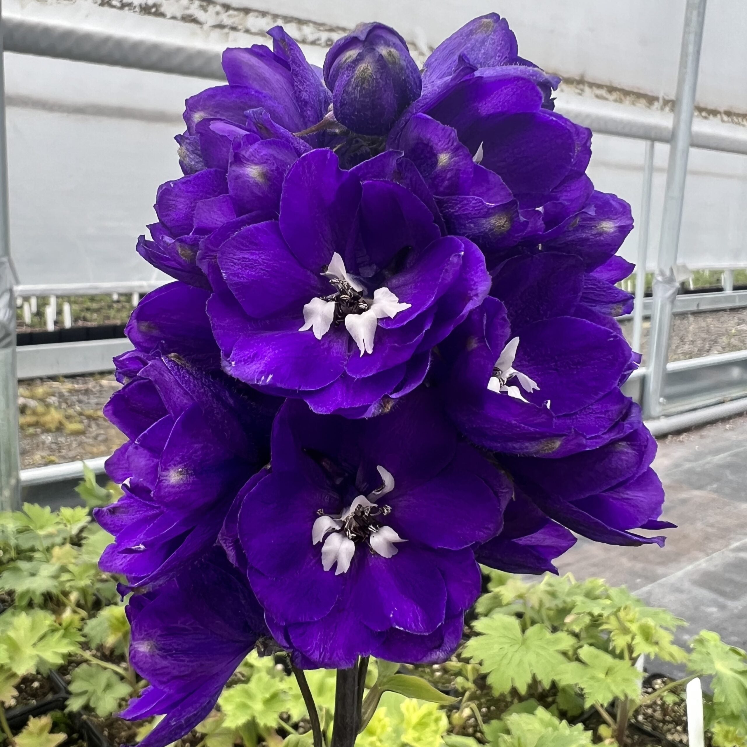 Nemțișor peren - Delphinium cultorum Magic Fountain Dark Blue Black Bee