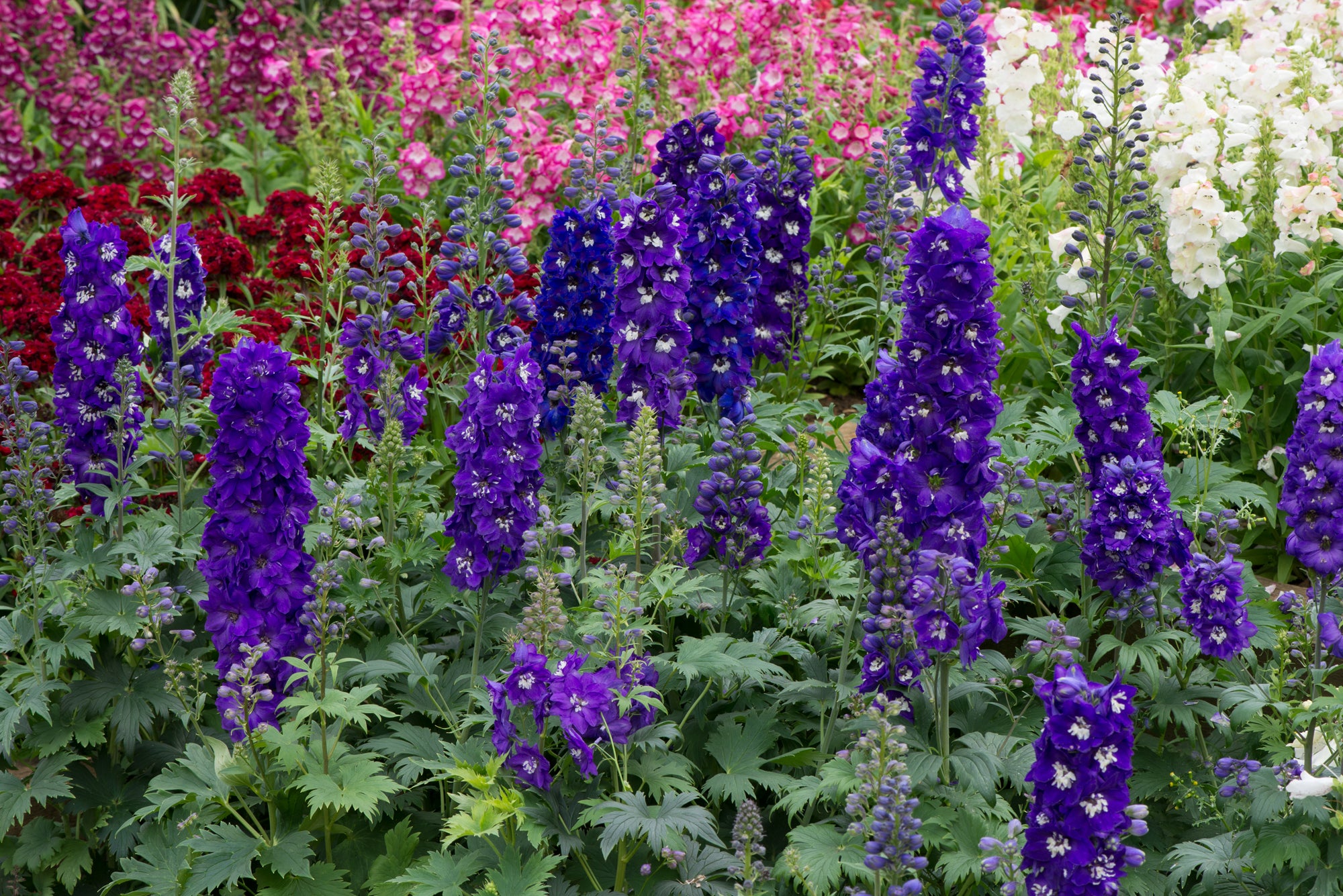 Nemțișor peren - Delphinium cultorum Magic Fountain Dark Blue Black Bee