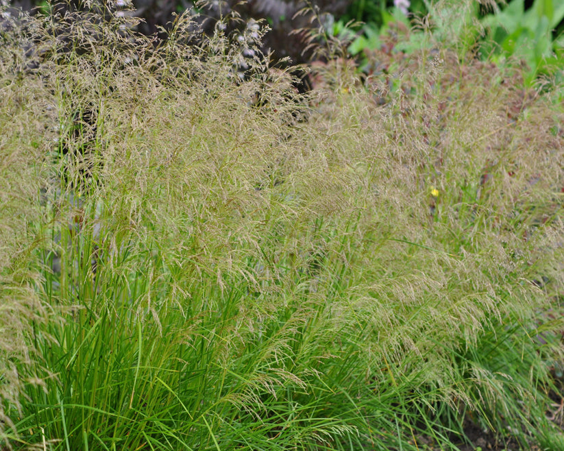 Tarsa Mare - Deschampsia cespitosa