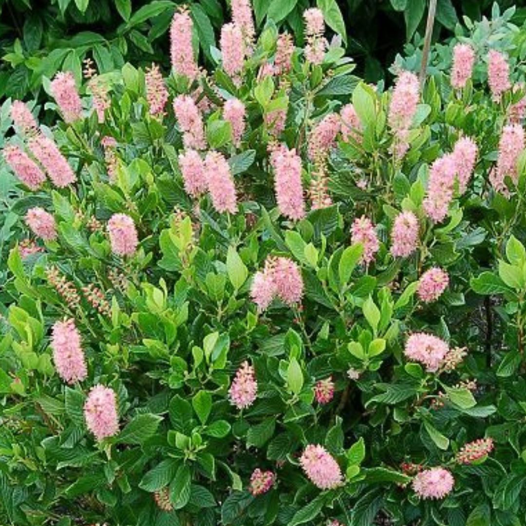 Dulceata de vară - Clethra alnifolia 'Pink Spire'