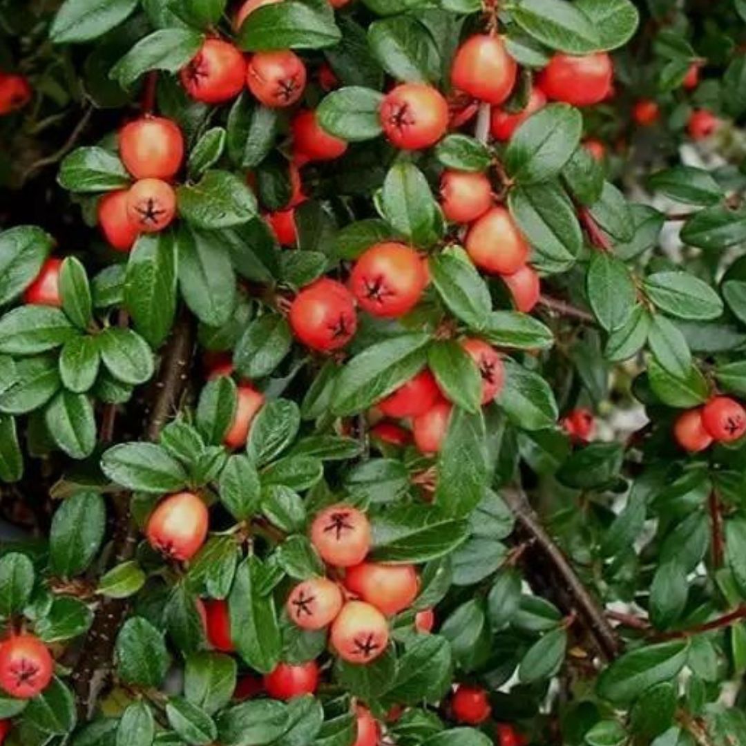 Cotoneaster - Cotoneaster suecicus 'Coral Beauty'