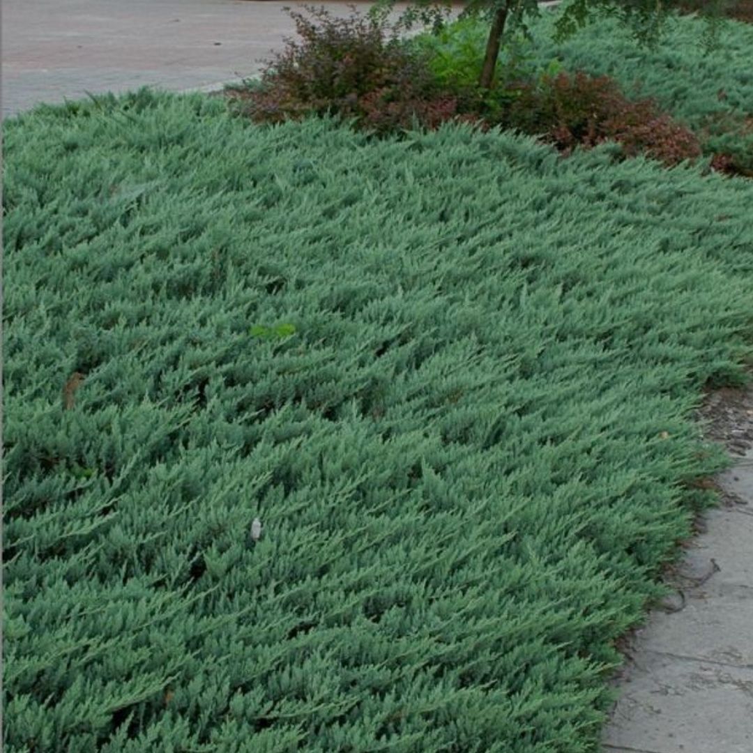 Juniperus horizontalis 'Blue Chip (Ienupăr tărător albastru)