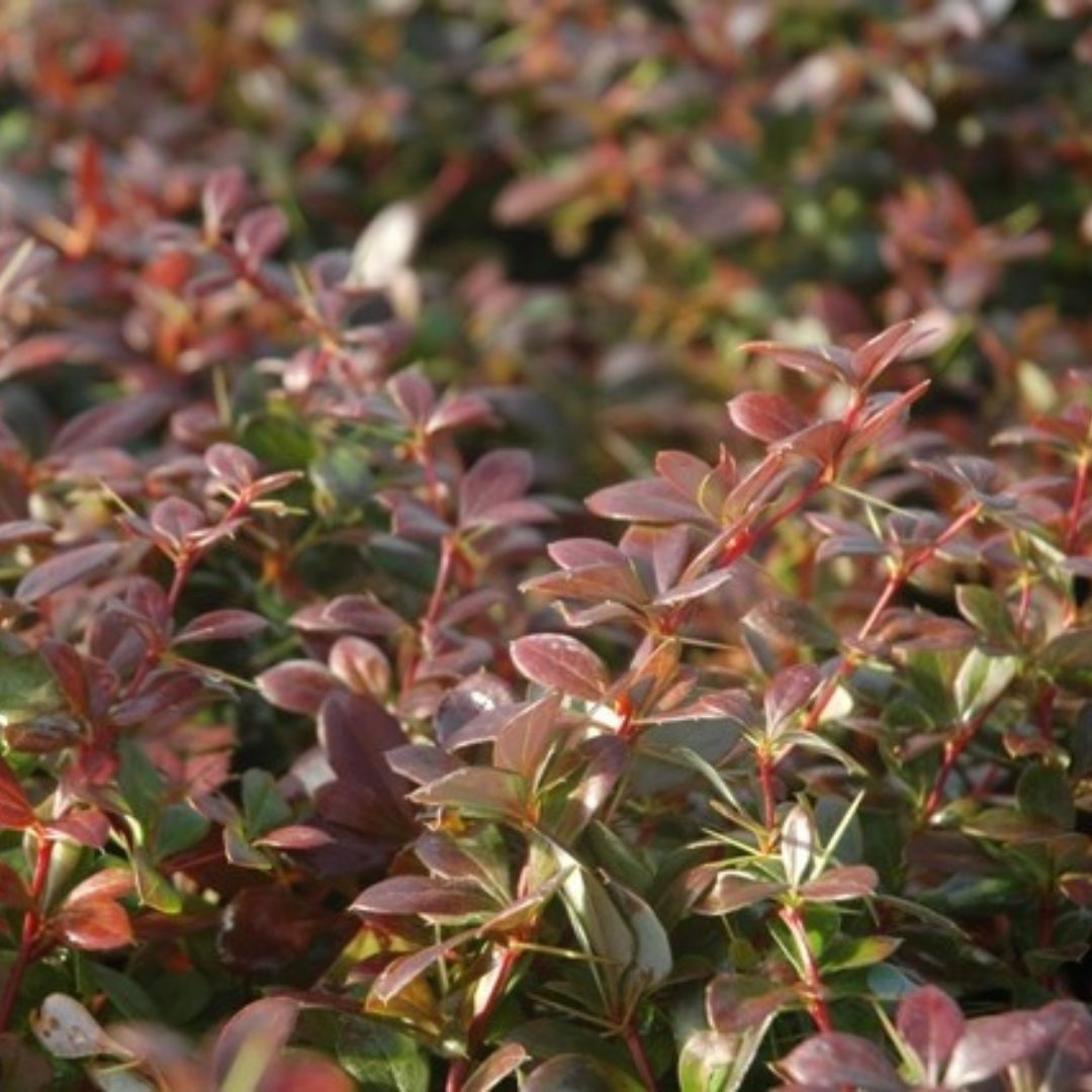 Drăcilă vișiniu-roșiatic - Berberis thunbergii Red Jewel