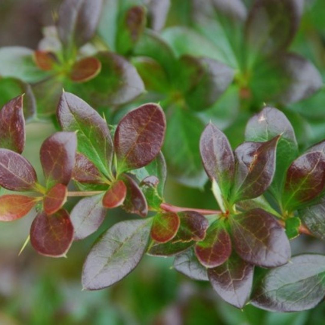 Drăcilă vișiniu-roșiatic - Berberis thunbergii Red Jewel