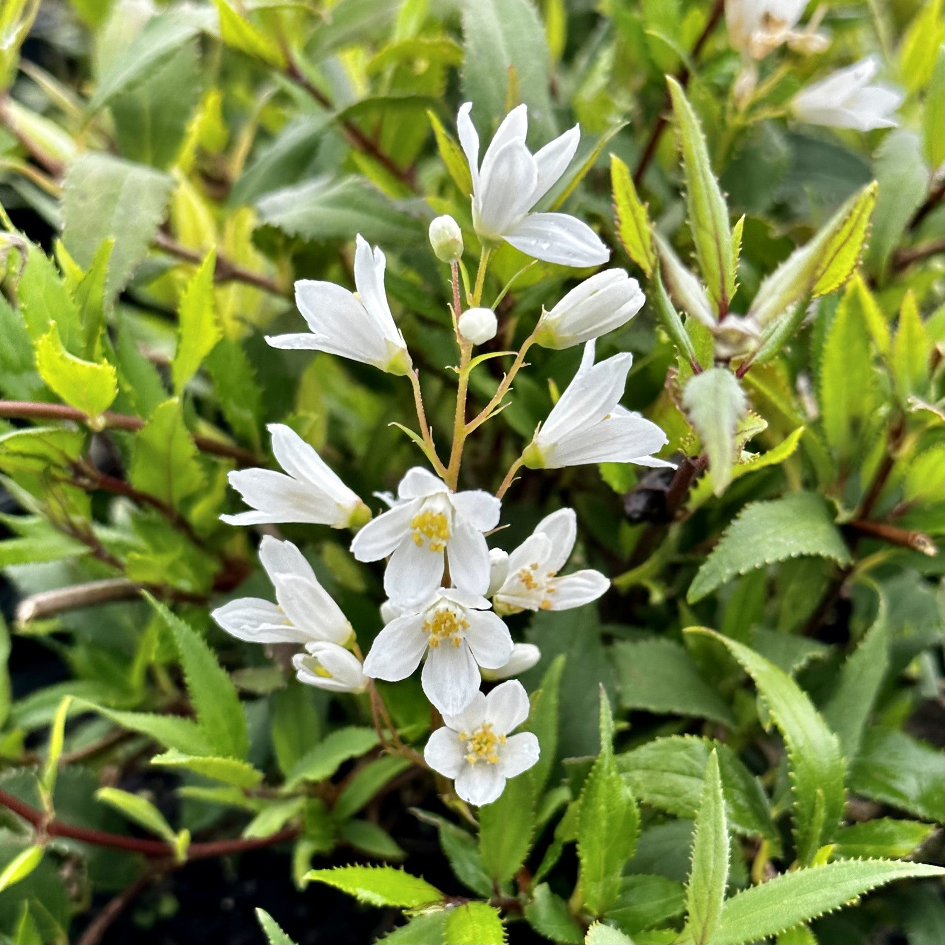 Deutzia pitică albă - Deutzia gracilis Nikko
