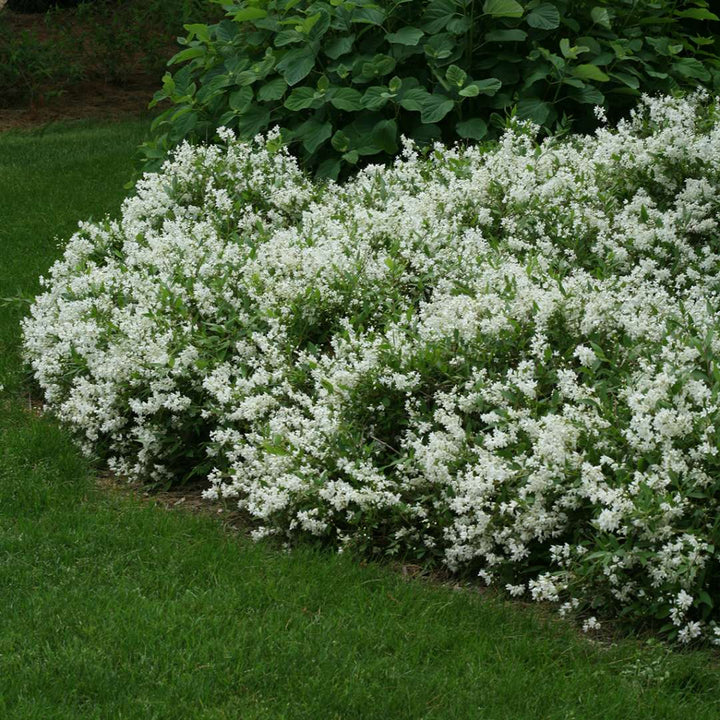 Deutzia pitică albă - Deutzia gracilis Nikko