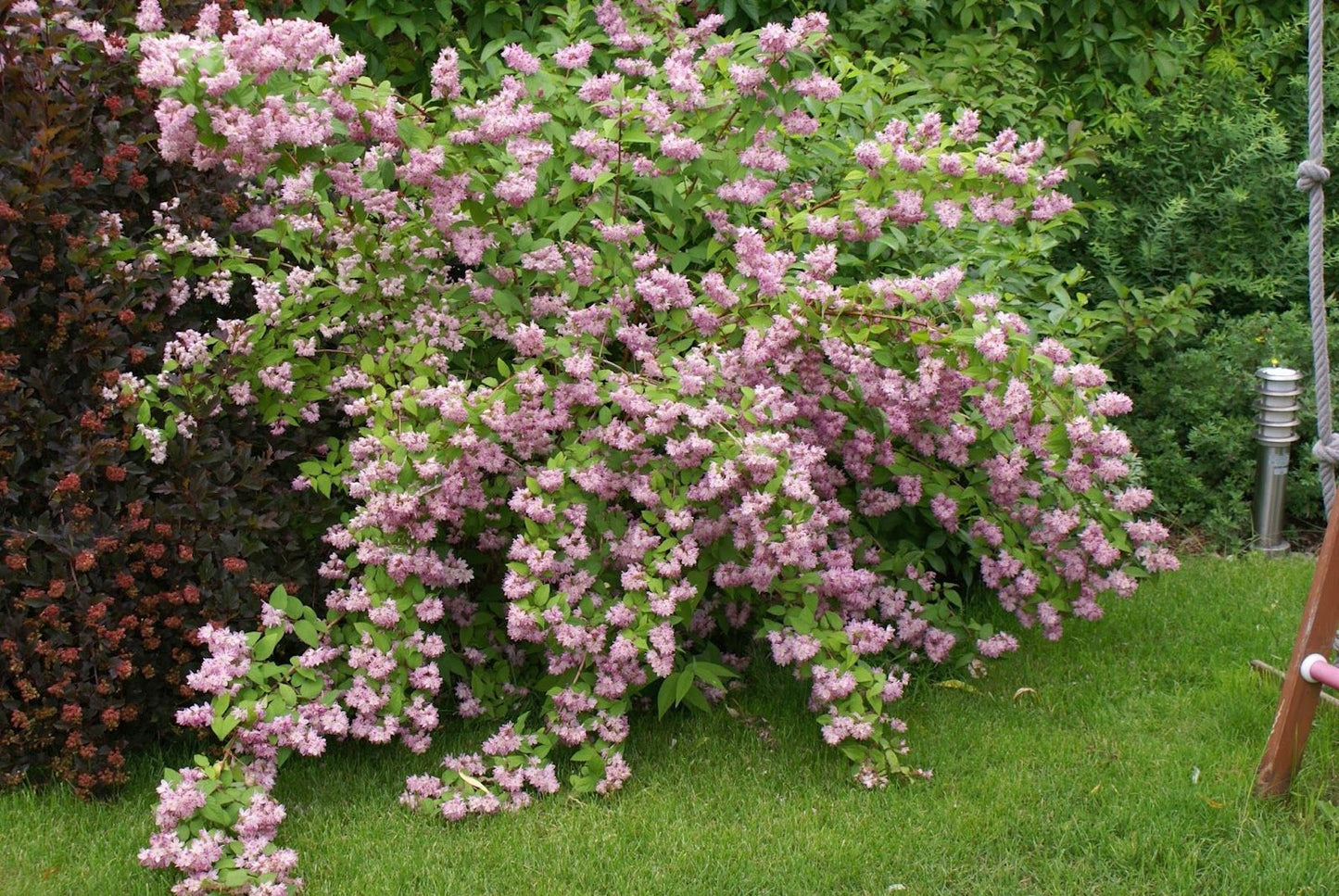 Deutzia roz  - Deutzia hybrida 'Strawberry Fields'