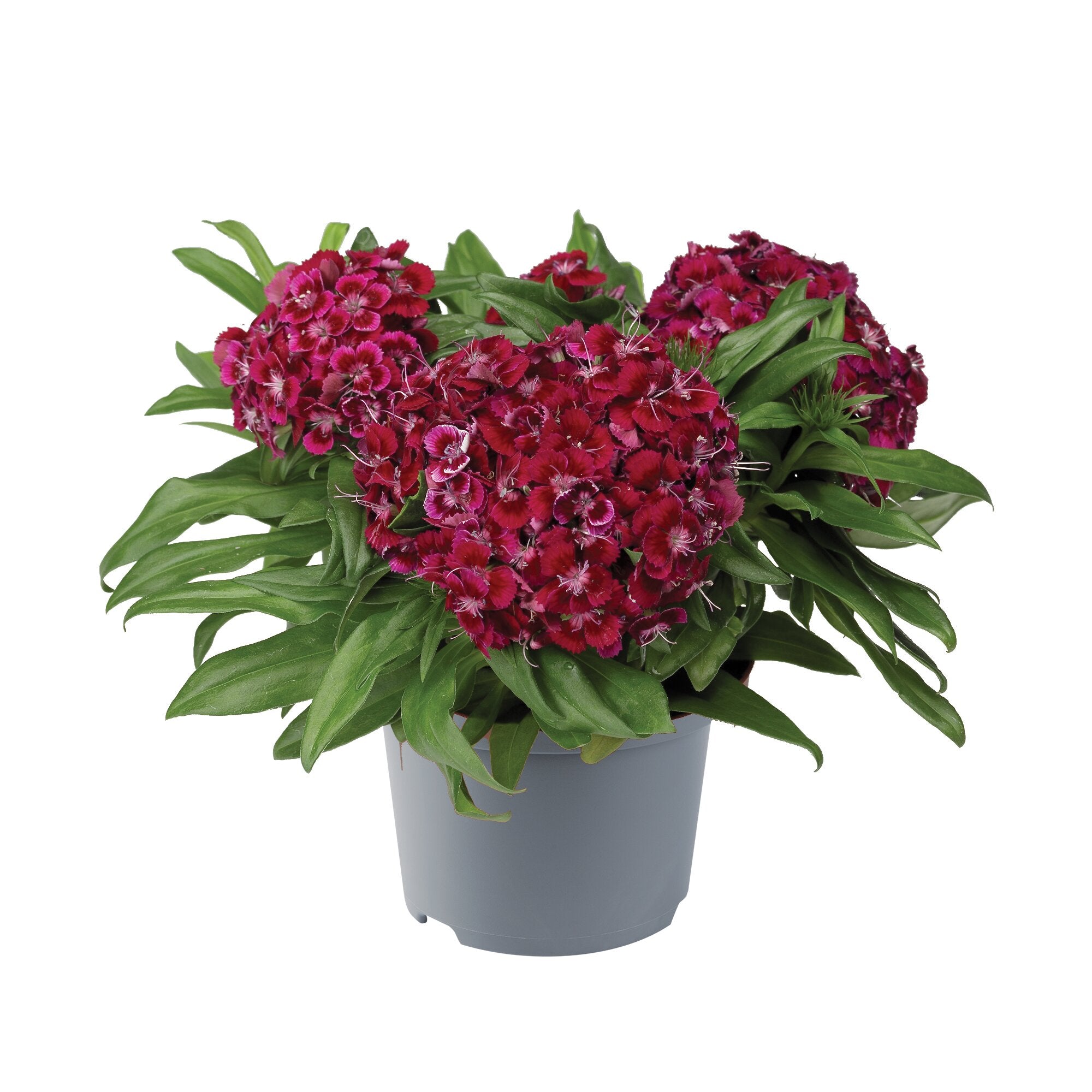 Garofiță turcească pitică - Dianthus x barbatus Barbarini® ‘Red’