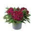 Garofiță turcească pitică - Dianthus x barbatus Barbarini® ‘Red’