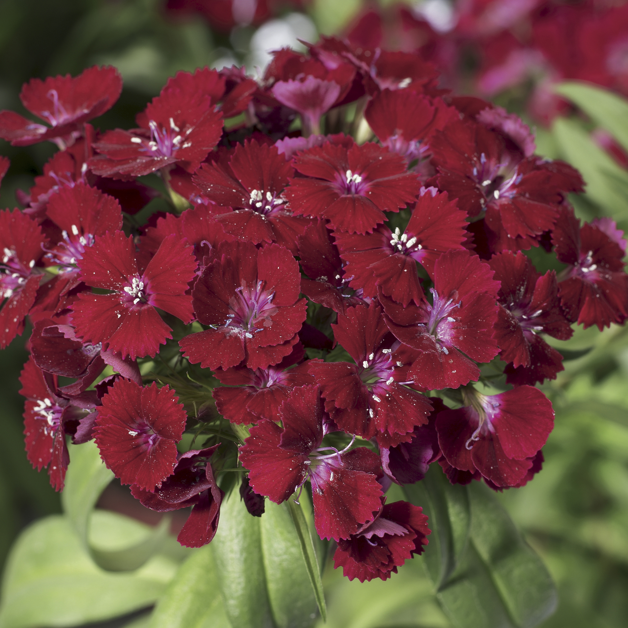 Garofiță turcească pitică - Dianthus x barbatus Barbarini® ‘Red’