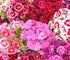 Garofița turcească mixt - Dianthus barbatus mixt