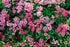 Garofița turcească mixt - Dianthus barbatus mixt