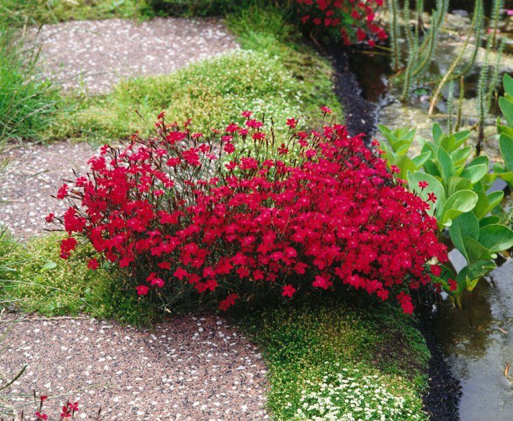 Garofițe de stâncă - Dianthus deltoides Brilliant