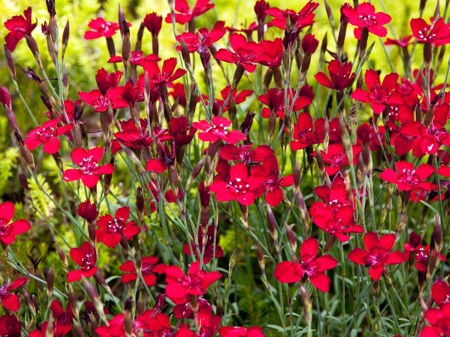 Garofițe de stâncă pitică- Dianthus deltoides 'Leuchtfunk'