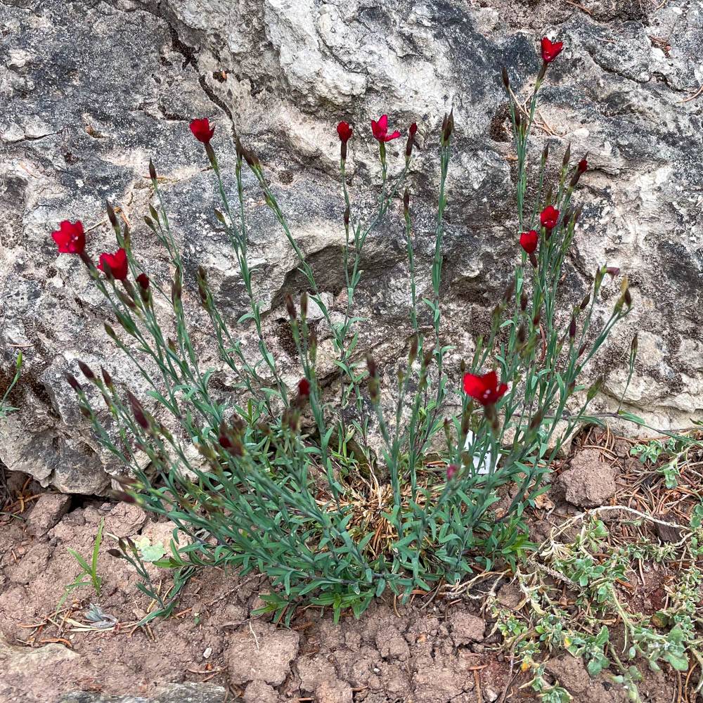 Garofițe de stâncă pitică- Dianthus deltoides 'Leuchtfunk'