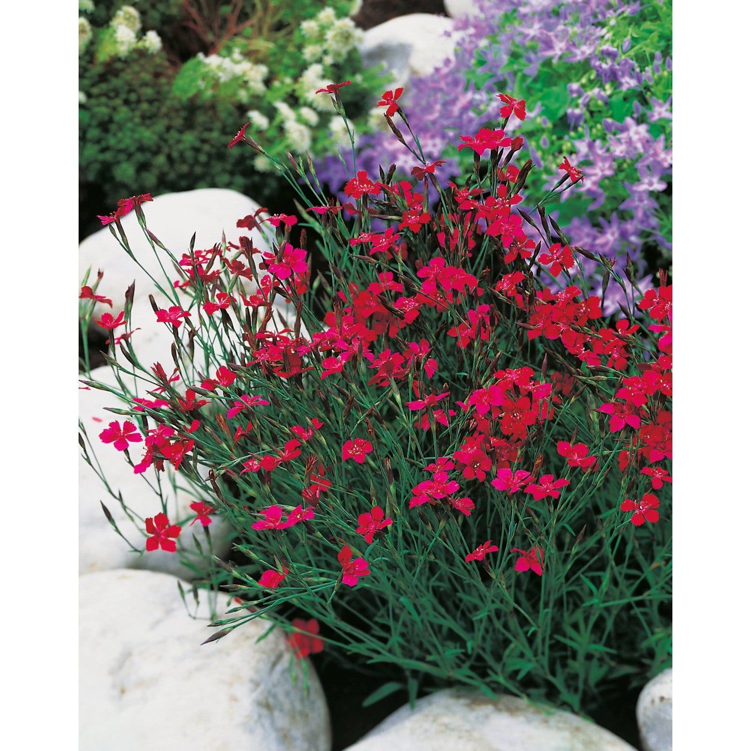 Garofițe de stâncă pitică- Dianthus deltoides 'Leuchtfunk'