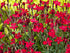 Garofițe de stâncă pitică- Dianthus deltoides 'Leuchtfunk'